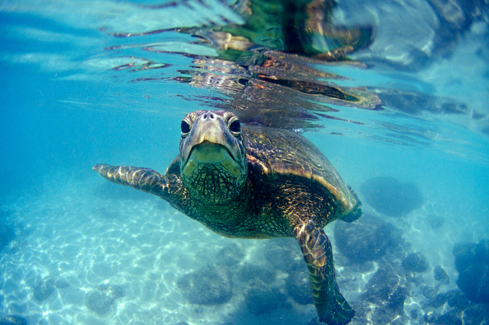 oahu surfing north shore turtles hawaii